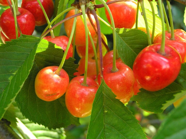 12 edycja Szkoła Psychoterapeutów