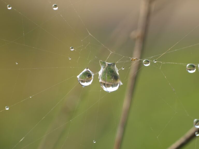 szkoła Psychoterapeutów gestalt
