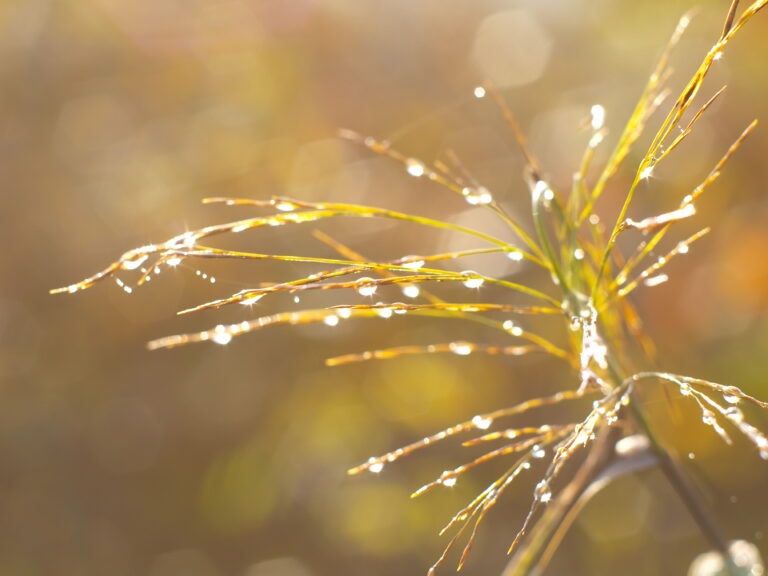 Warsztat „TASTE GESTALT”