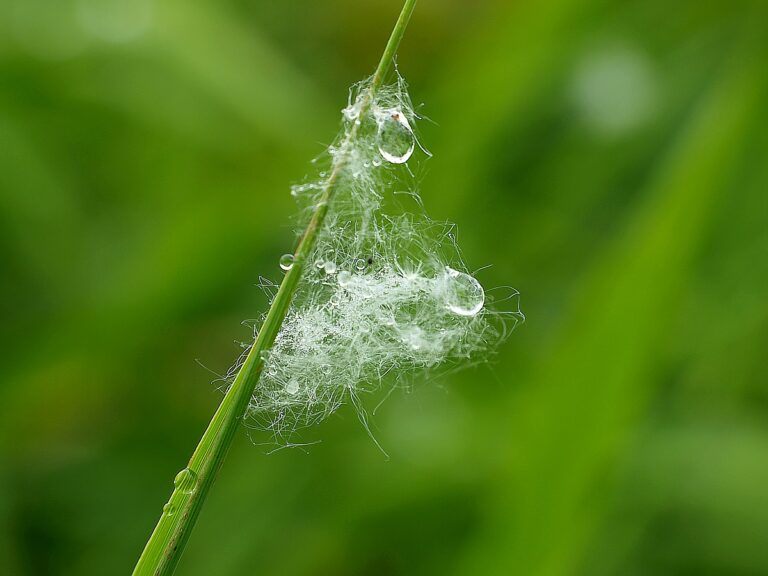 Kurs Psychologii rozwoju czlowieka